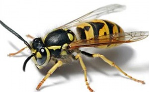 Cô giáo hôn mê sâu vì bị ong vò vẽ đốt gần 100 mũi