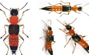 Độc tính của kiến ba khoang mạnh gấp 15 lần nọc rắn hổ