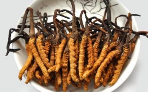 Đông trùng Hạ thảo - Bí quyết làm đẹp của những mỹ nhân Trung Hoa