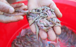 Săn rươi kiếm nửa tỷ đồng mỗi vụ