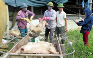 Hỗ trợ khẩn cấp Hà Tĩnh 30.000 liều vaccine dập dịch tai xanh