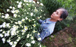 Cúc họa mi, hoa dại giúp nông dân đổi đời