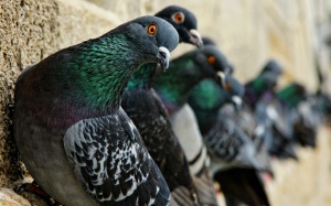 Ai biết được loài chim hiền lành này lại là tác nhân gây ra nhiều bệnh nguy hiểm!