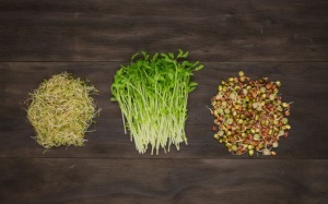 Nguy cơ ngộ độc do rau mầm