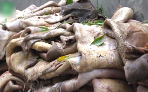 Bắt hơn 3 tấn da, mỡ bò tuồn ra Hà Nội