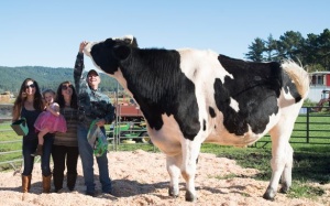 Gặp chú bò khổng lồ 1,9m, cao nhất thế giới