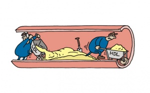 Không thoát án tử nếu chỉ tăng cholesterol HDL để ngăn xơ vữa động mạch