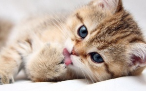 Chào tuần mới với tử vi ngày 28/11!