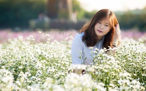 Cúc họa mi: Hoa để chơi, chơi chán rồi thì làm thuốc