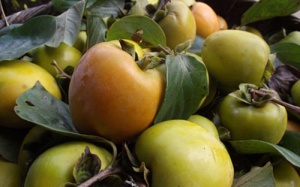 Không ăn thực phẩm nhiều tanin, chất xơ khi đói