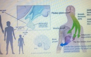Chất tạo nạc cysteamine độc hại ra sao?