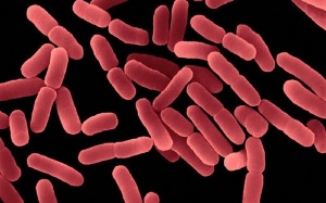 Tìm hiểu vai trò của lợi khuẩn Bacillus subtilis trong men vi sinh