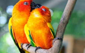 Bộ ảnh chứng minh tình yêu ngọt ngào luôn có ở xung quanh ta