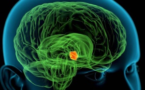 Tăng chức năng vùng dưới đồi giúp chống lão hóa và kéo dài tuổi thọ