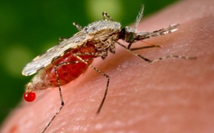 Các nỗ lực kiểm soát bệnh sốt rét toàn cầu vẫn chưa đạt hiệu quả