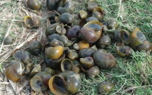 4 trẻ bị viêm màng não do ăn ốc bươu vàng