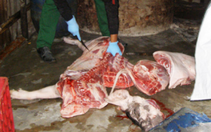 Năm 2016, Chi cục Thú y TP.HCM nhận 75 phản ánh thịt bẩn