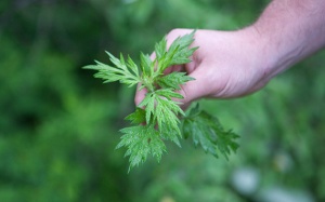 Ăn ngải cứu và phương pháp đốt ngải cứu mang lại những lợi ích không ngờ
