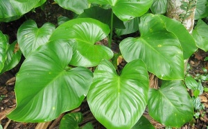 Bạn đã biết công dụng của thiên niên kiện cho người bệnh xương khớp?