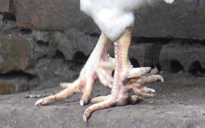 Gà 'huyền thoại' 50 triệu đồng/con, đại gia lùng mua cúng Tết