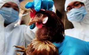 Hồng Kông và Trung Quốc: Đã có bệnh nhân đầu tiên chết vì cúm gia cầm