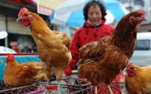 Thượng Hải xác nhận thêm trường hợp mắc cúm gia cầm
