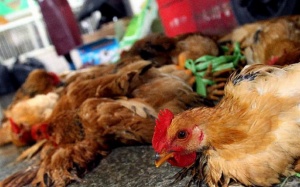 Bộ Y tế khuyến cáo chủ động phòng chống cúm gia cầm dịp lễ Tết