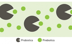 Bảo vệ đường ruột bằng prebiotics