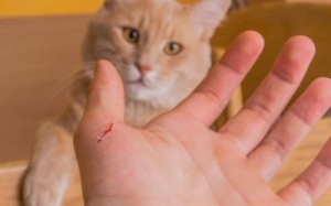 Bị mèo cào xước tay có nên chích ngừa dại?