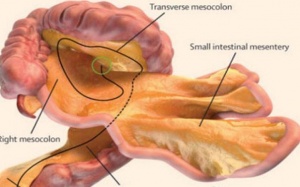 Cơ quan nội tạng mới trong cơ thể người