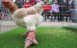 Cuộc thi tìm vua gà chân to toàn quốc