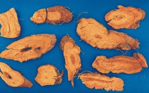 Cách trồng và sử dụng cốt khí củ cho người già bị đau, viêm khớp