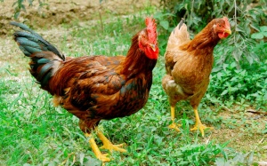 Tất cả con gà đều là... thuốc quý