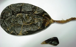 Lưu ý khi sử dụng mật động vật làm thuốc