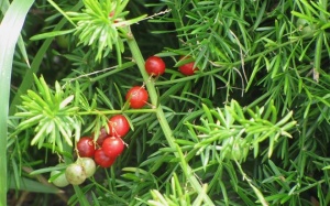 Shatavari (thiên môn chùm) - Thảo dược đặc trị ít sữa, mất sữa mẹ 