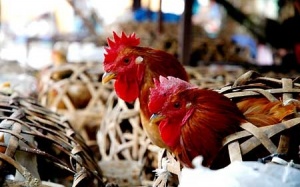 Dịch cúm gia cầm 2017: Cảnh báo 4 trường hợp tử vong ở Trung Quốc