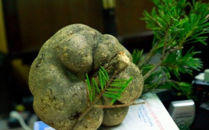 Củ nấm quý được đấu giá để ủng hộ người nghèo