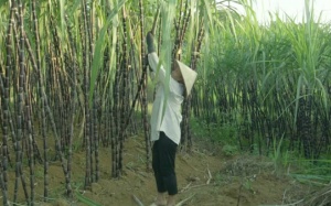 Vị ngọt thơm đặc trưng của mía tím Hòa Bình