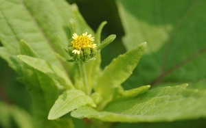 Cách sử dụng cây hy thiêm cho người bệnh xương khớp