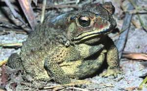 2 vợ chồng tử vong vì ăn thịt cóc