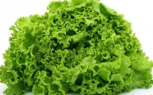 Acid chicoric trong rau quả giúp cải thiện trí nhớ ở bệnh nhân Alzheimer