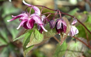 Dâm dương hoắc trong điều trị loãng xương