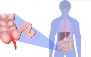 Ruột thừa hóa ra không vô dụng như chúng ta vẫn nghĩ