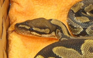 Nuôi rắn, vẹt, chuột để chữa bệnh