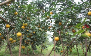 Cam 'tiến vua' vào vụ Tết