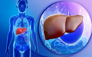 Chất chống oxy hóa từ kiwi và sữa mẹ giúp ngăn chặn bệnh gan