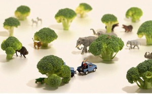 Bộ ảnh lịch năm mới khiến bạn mỉm cười suốt… 12 tháng