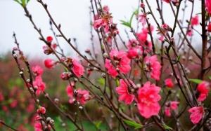 Dự báo mới nhất về thời tiết 3 miền dịp Tết Nguyên đán