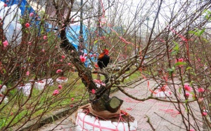 Mua đào được tặng… gà lấy may năm Đinh Dậu