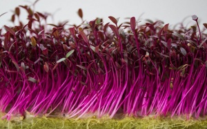 Rau mầm bắp cải tím có lợi cho bệnh tim mạch